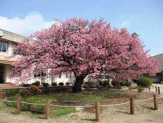 向島（むこうしま）小学校の寒桜（市指定天然記念物）